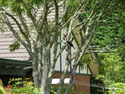 Clover Downs Homestead Rotorua Exterior foto